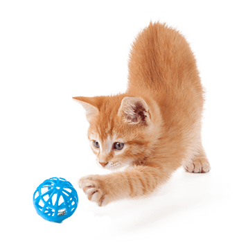 orange cat playing with a toy