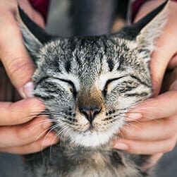cat vaccinations in vinings, ga