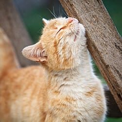 cat scratching with post